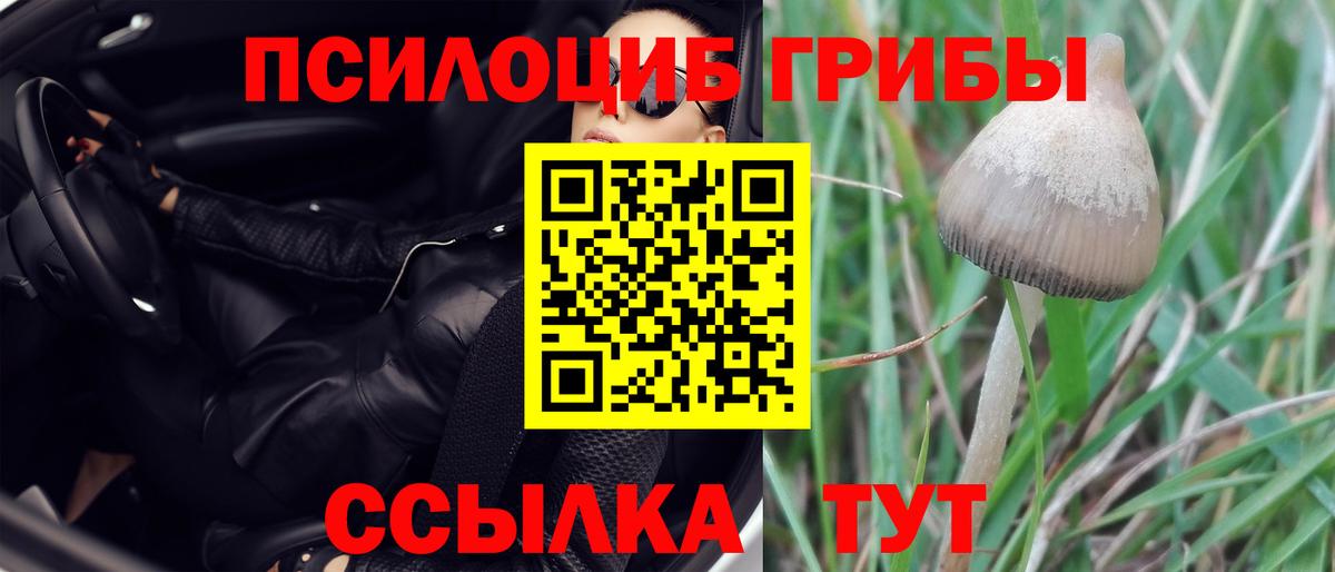 Галлюциногенные грибы прущие грибы Новоалександровск